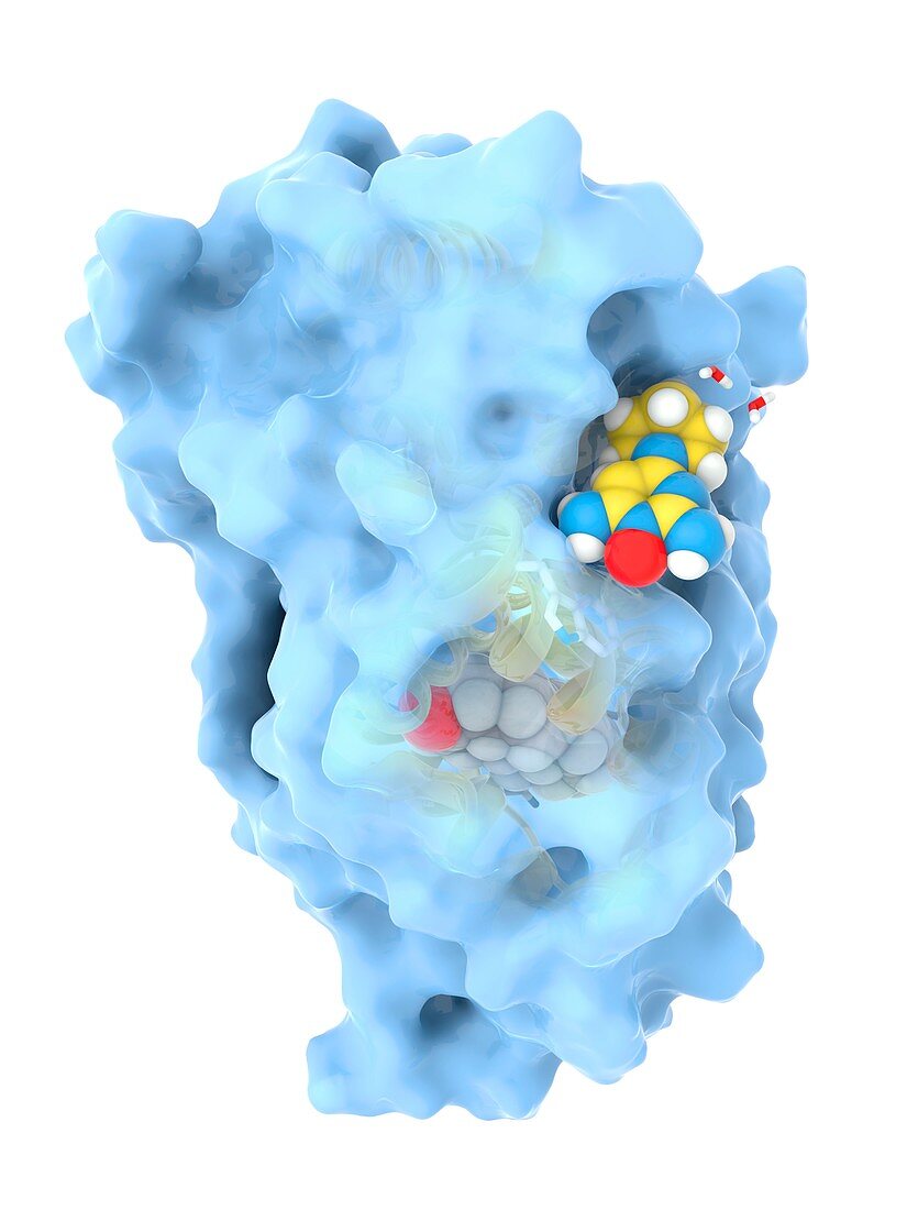 Minoxidil drug binding to androgen receptor