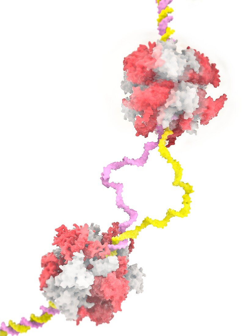 Helicase enzyme stage of DNA replication