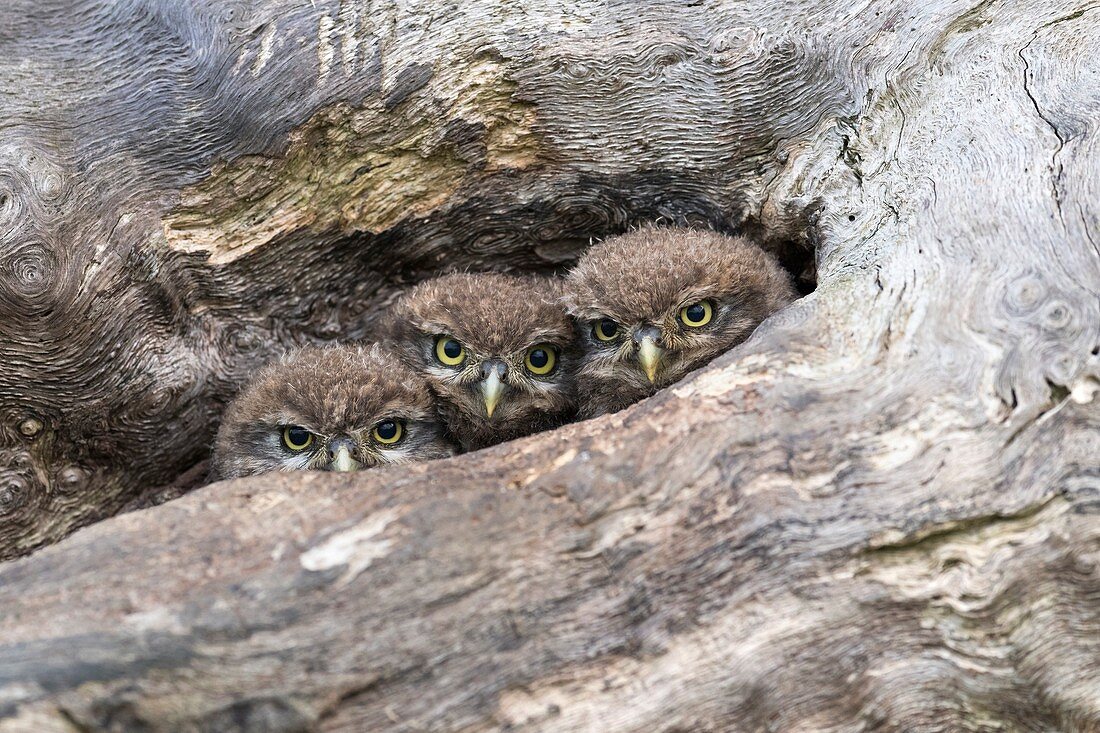 Little owl chicks