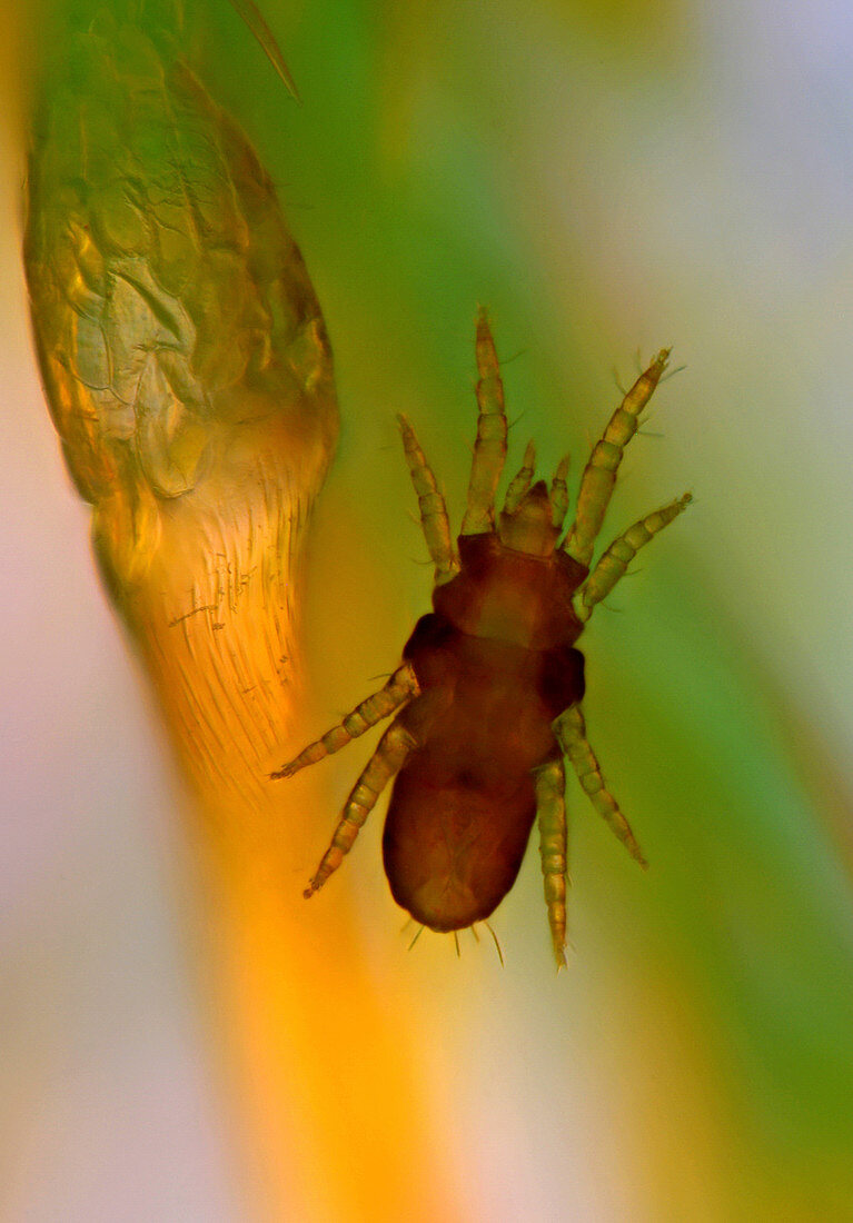 Mite larva, light micrograph