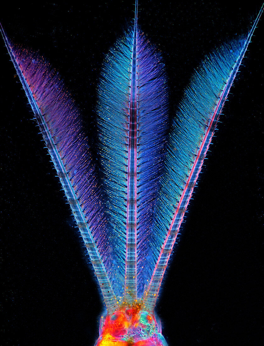 Mayfly nymph caudal tails, light micrograph