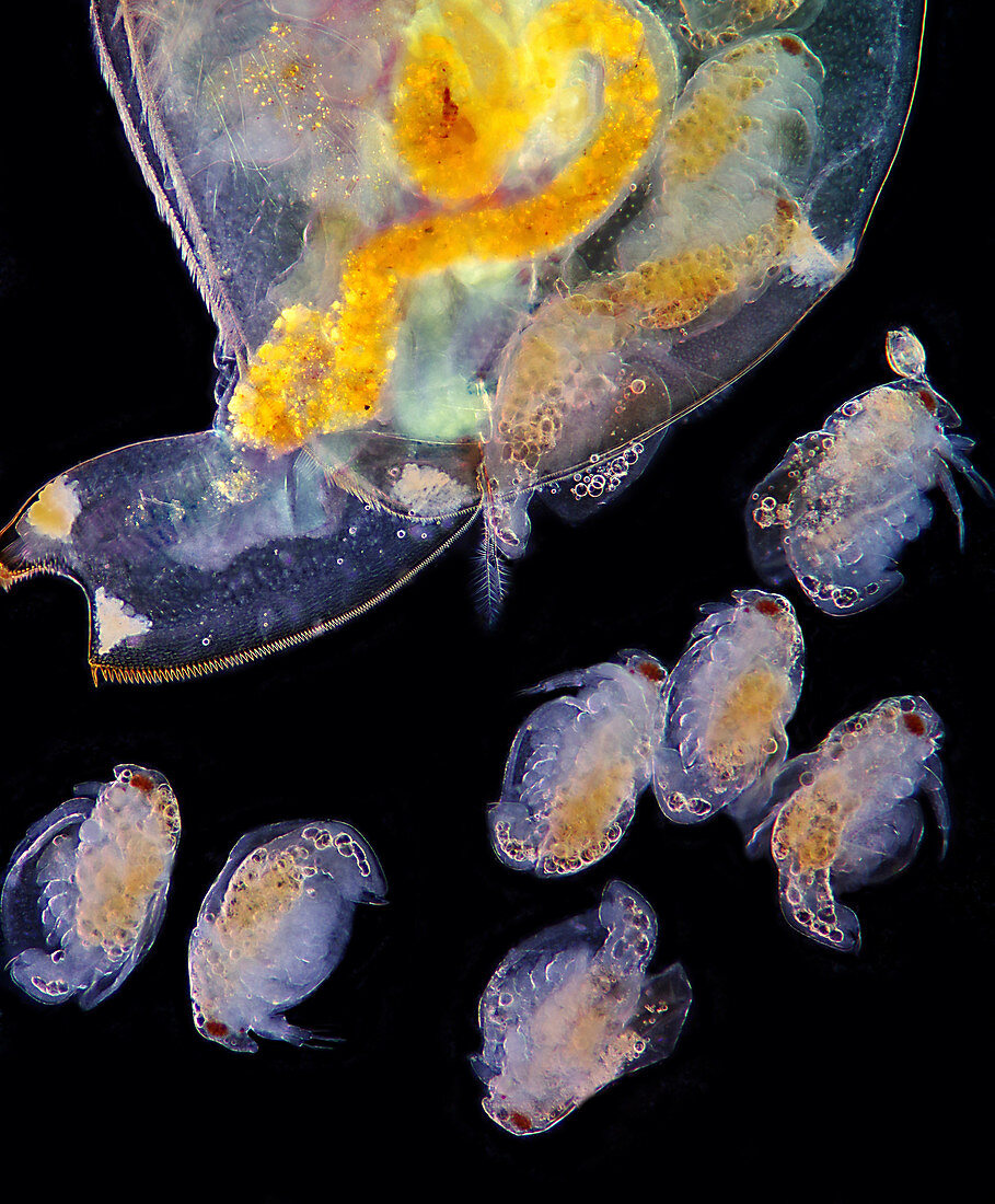Water flea giving birth, light micrograph
