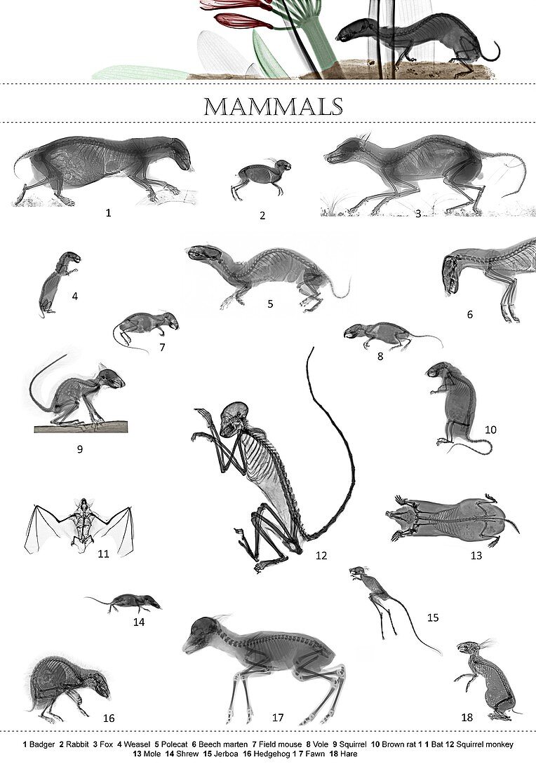 Mammals, X-ray montage