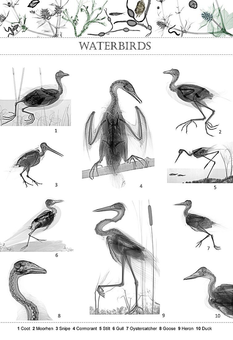 Waterbirds, X-ray montage