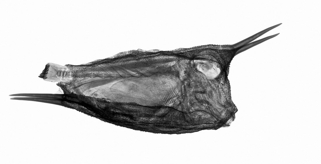 Longhorn cowfish, X-ray
