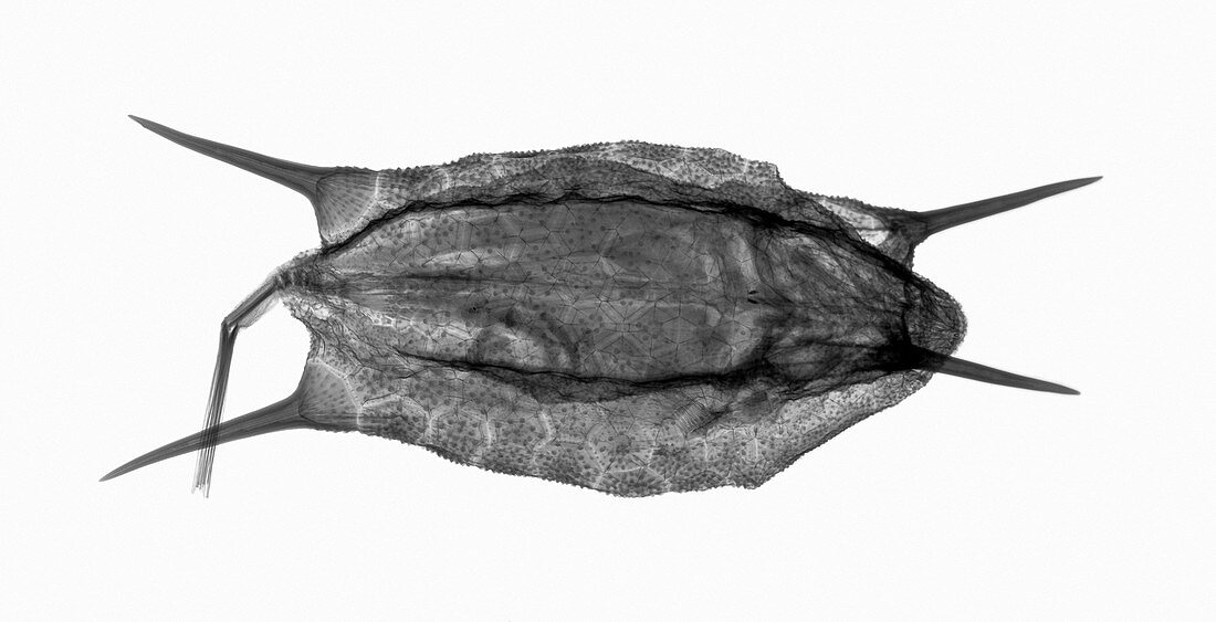 Longhorn cowfish, X-ray