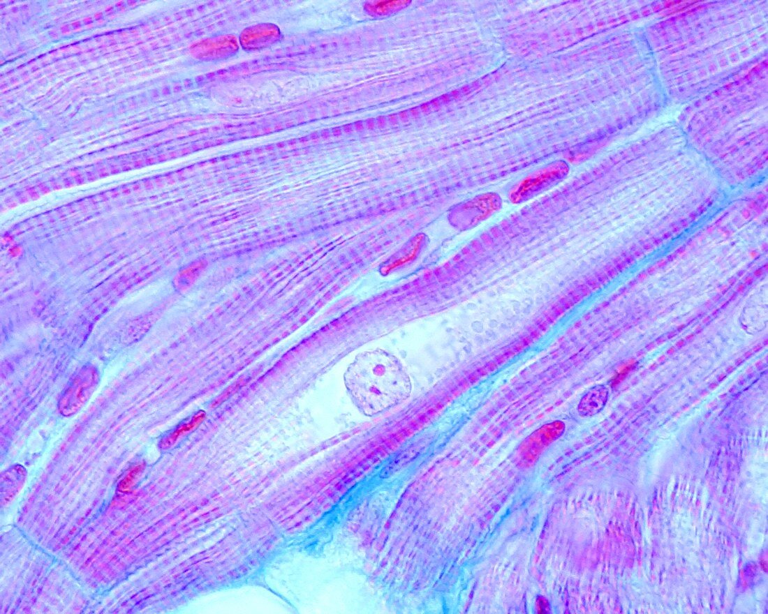 Binucleated cardiomyocyte, light micrograph