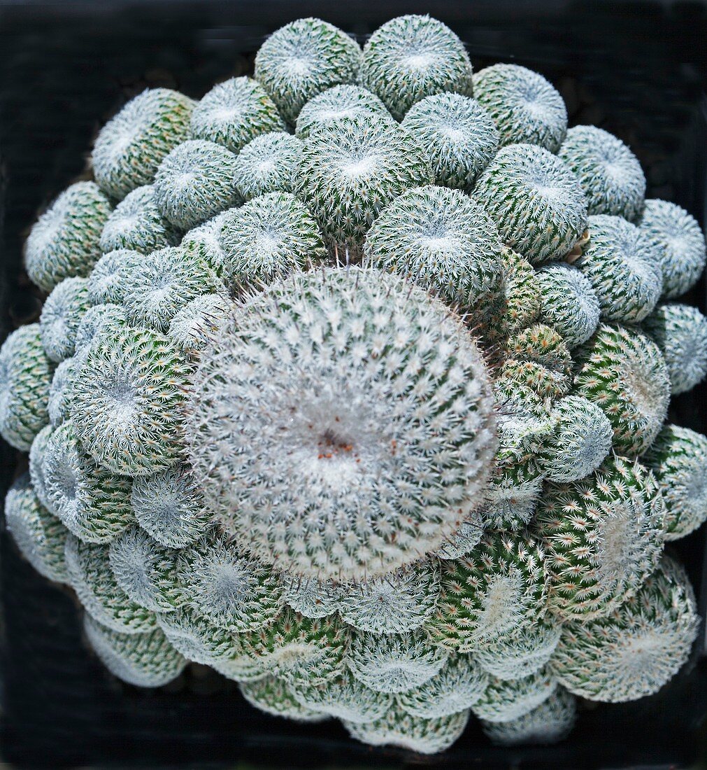 Cactus, Epithelantha micromeris
