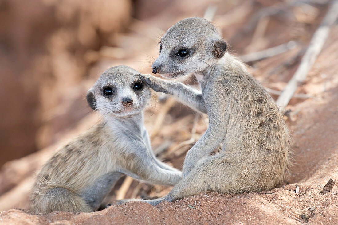 Young meerkats at play