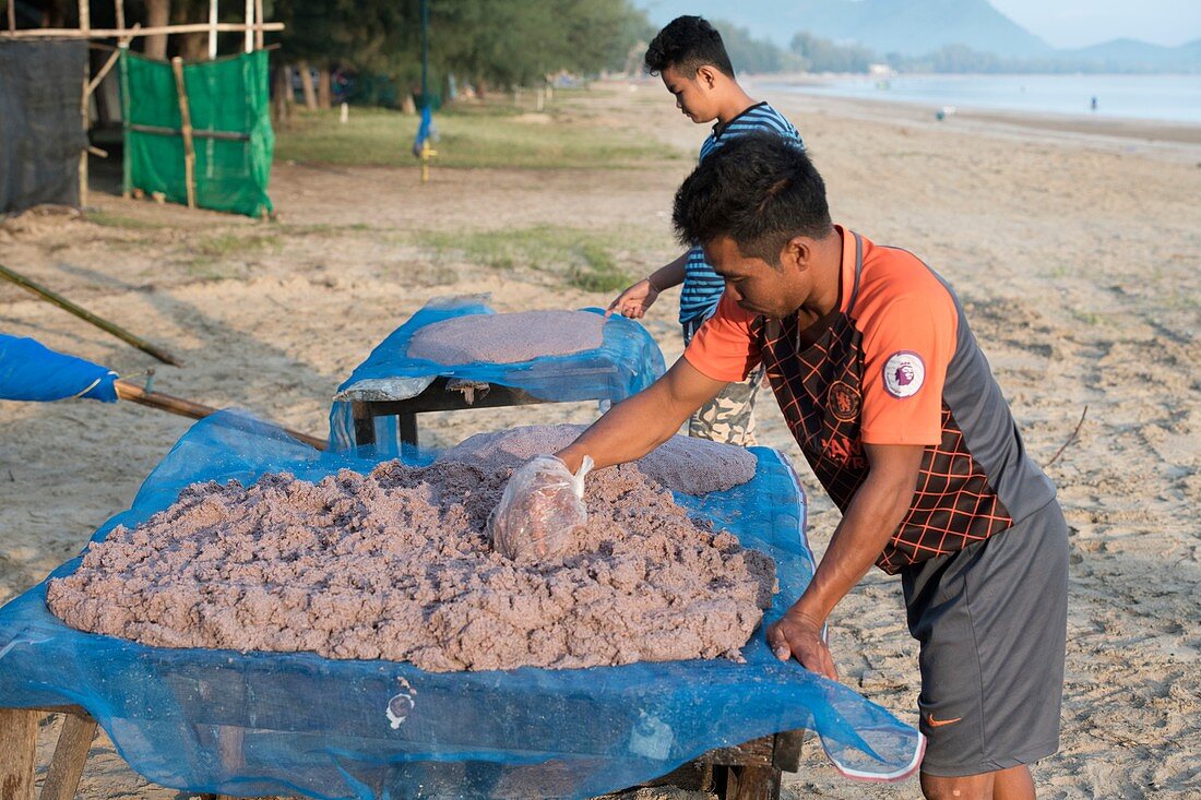 Thai fishermen with krill catch