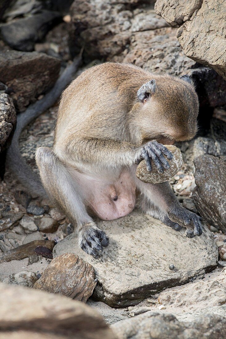 Long-tailed macaque using tool