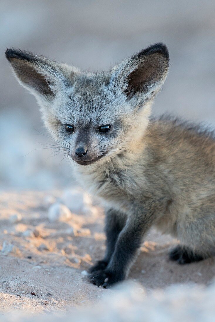 Bat-eared fox pup