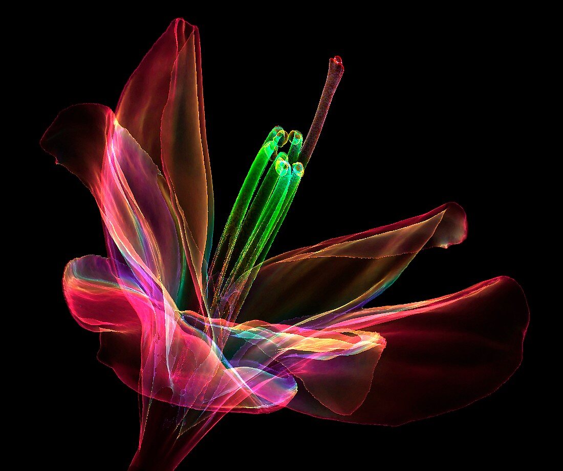 Amaryllis flower, 3D CT scan