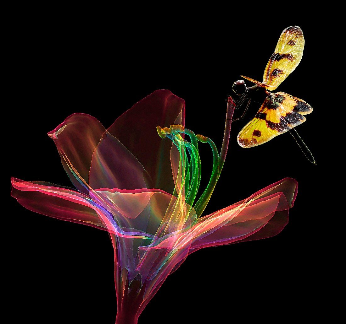 Amaryllis flower and dragonfly, 3D CT scan