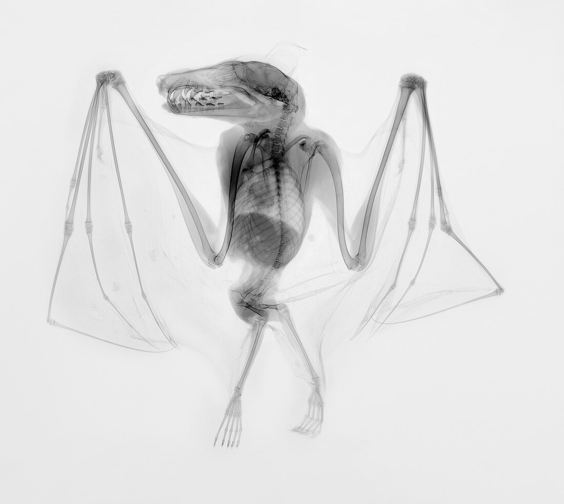 Egyptian fruit bat, X-ray