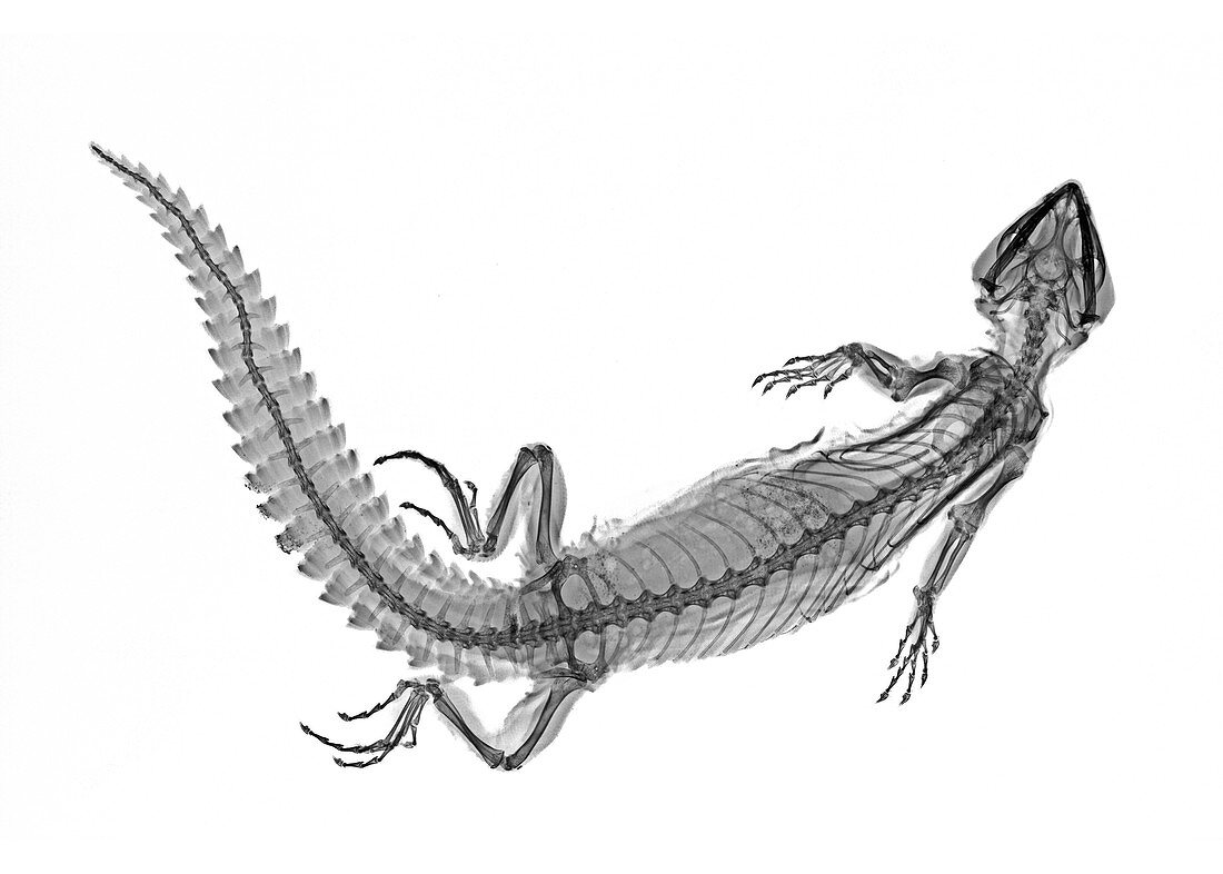 Uromastyx spiny-tailed lizard, X-ray