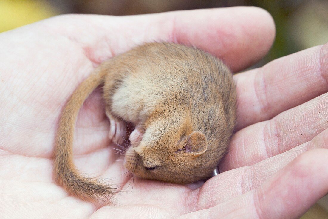 Common dormouse anaesthetised in a researcher's hand