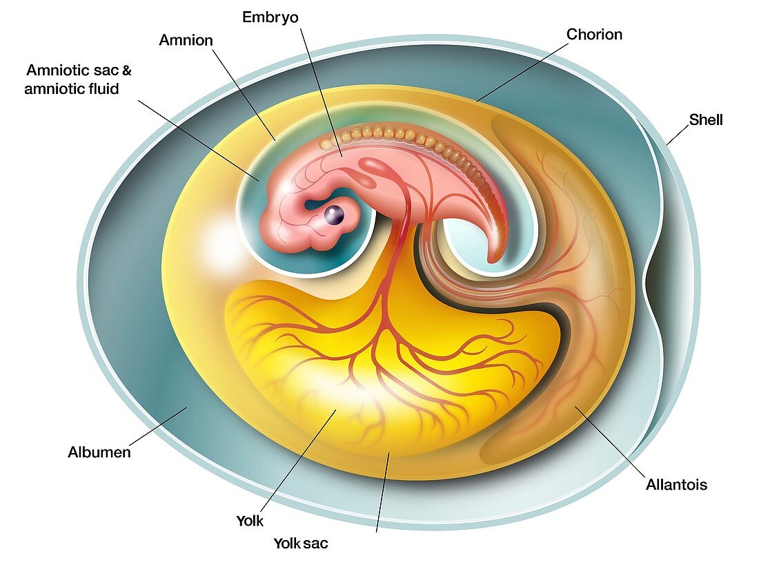 Amniote embryo anatomy, illustration