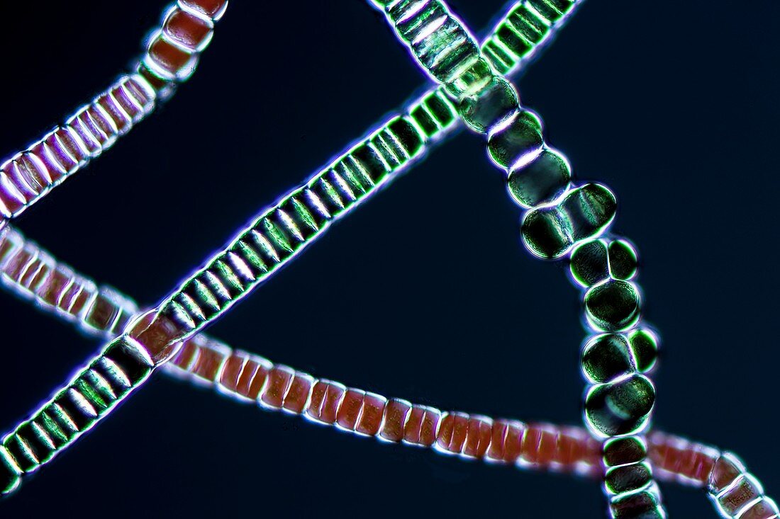 Compsopogon red alga, light micrograph