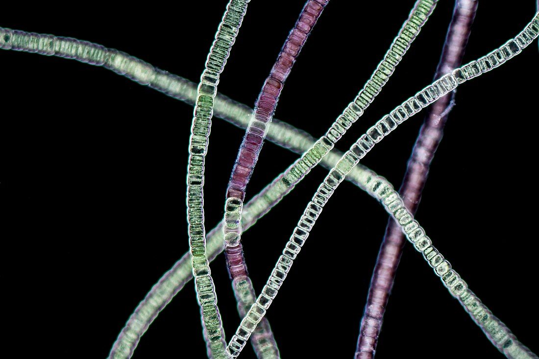 Compsopogon red alga, light micrograph