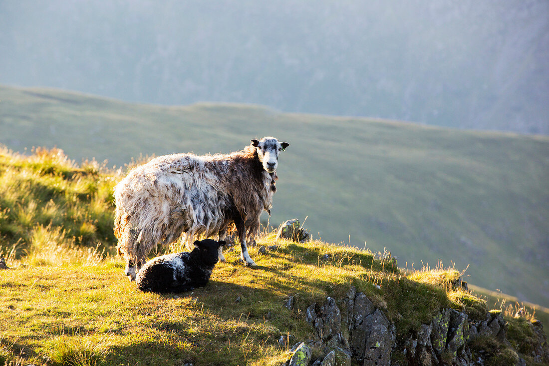 A Herdwick sheep and lamb on Red Screes, UK