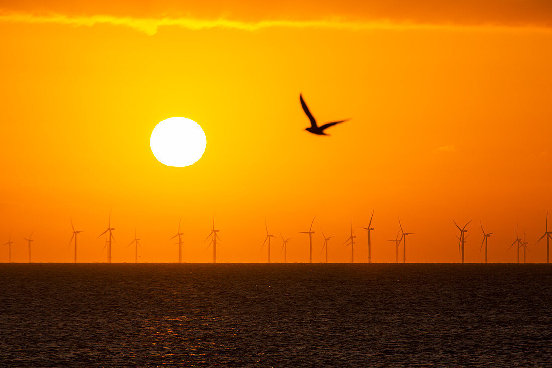 The sun setting behind the Walney Offshore Wind Farm, UK