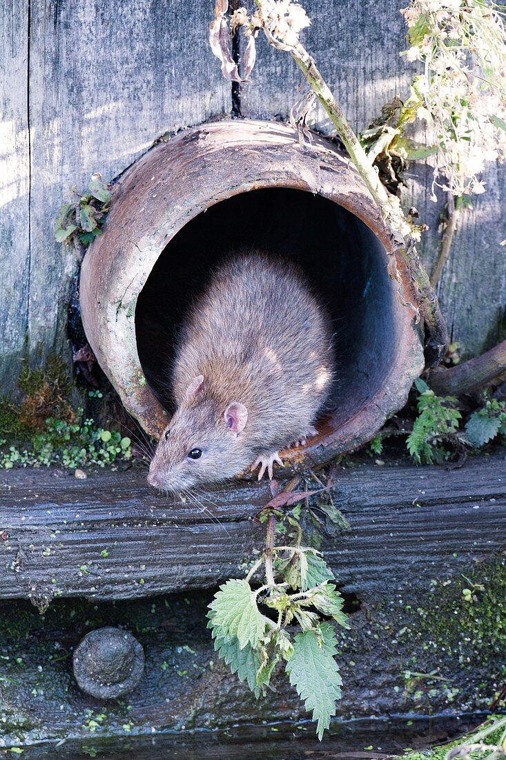 Brown rat in a pipe