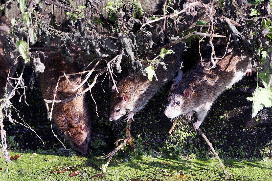 Brown rat family by water