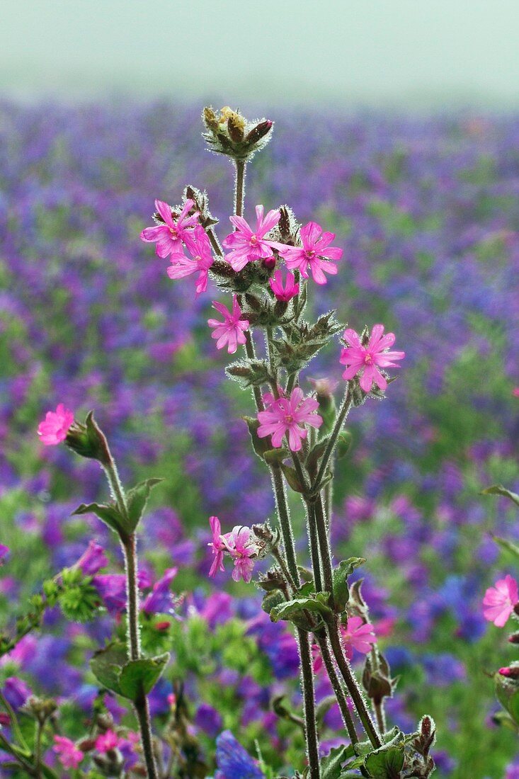 Red campion flowers in a meadow