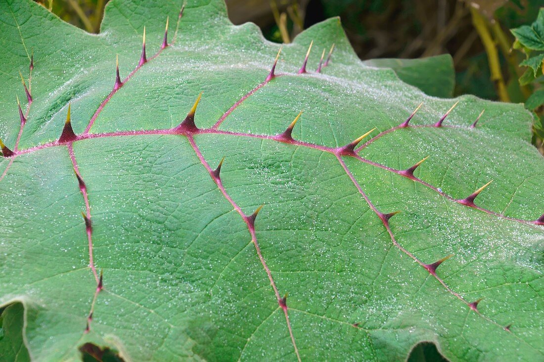 Naranjilla leaf (Solanum quitoense)