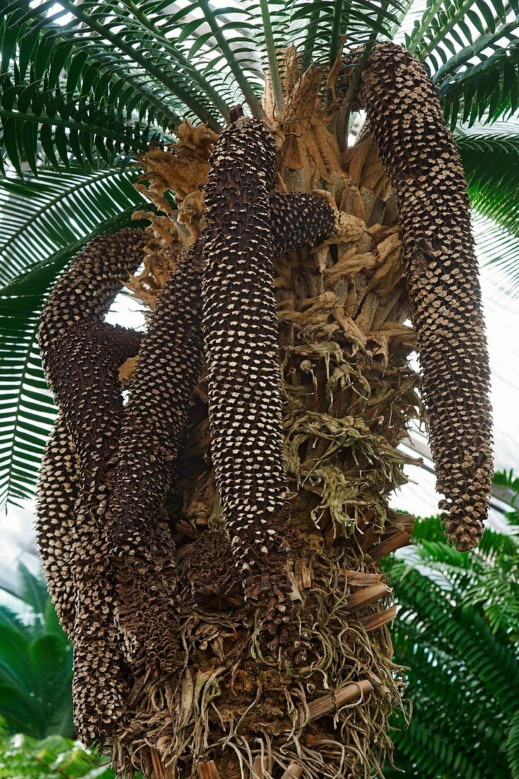 Giant dioon plant with male cones (Dioon spinulosum)