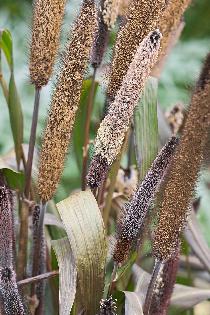 Pearl millet (Pennisetum glaucum) grain heads