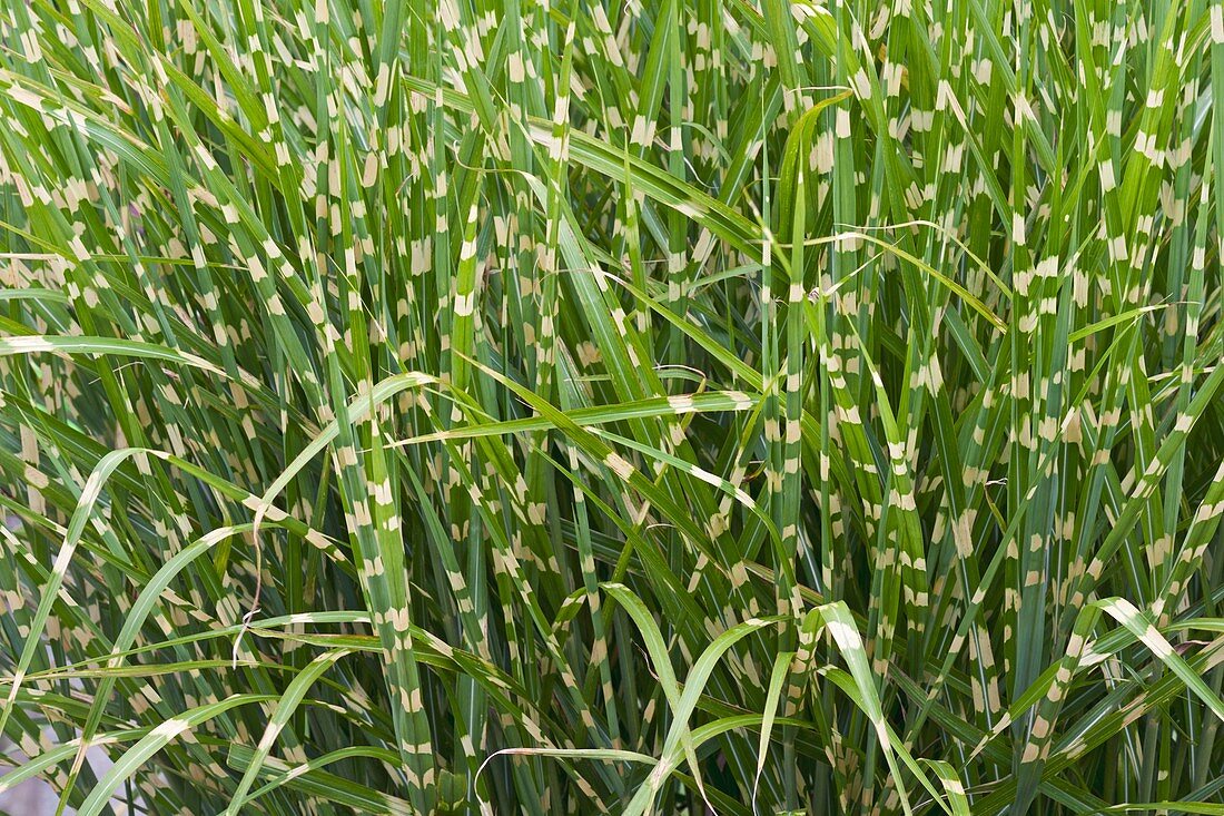 Porcupine grass (Miscanthus sinensis 'Strictus')