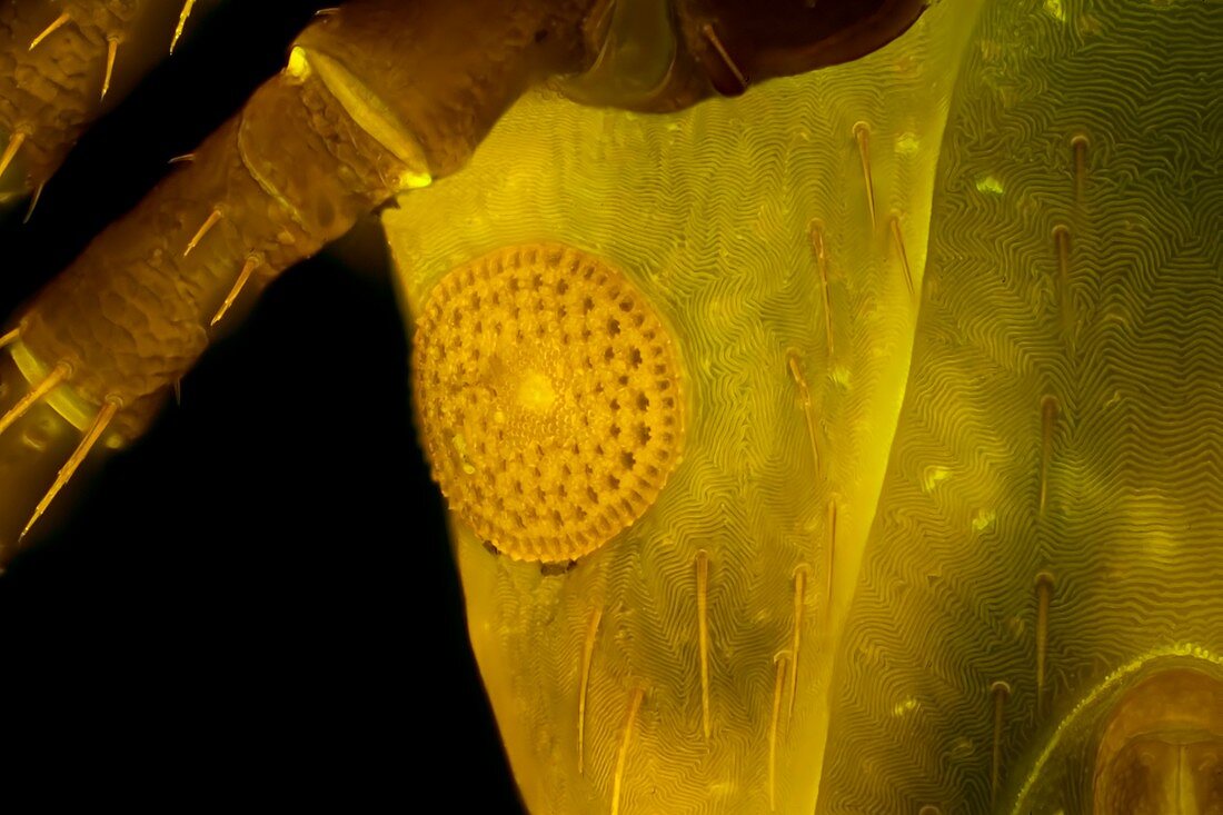 Tick spiracle, light micrograph