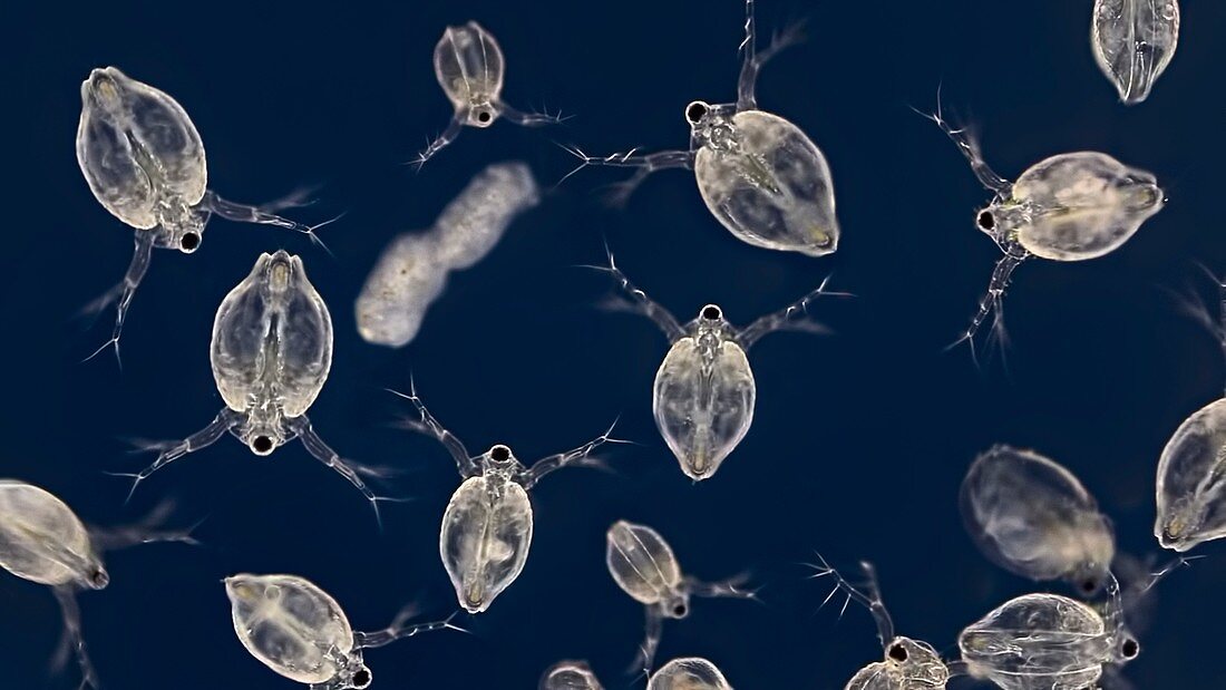 Water fleas, light micrograph