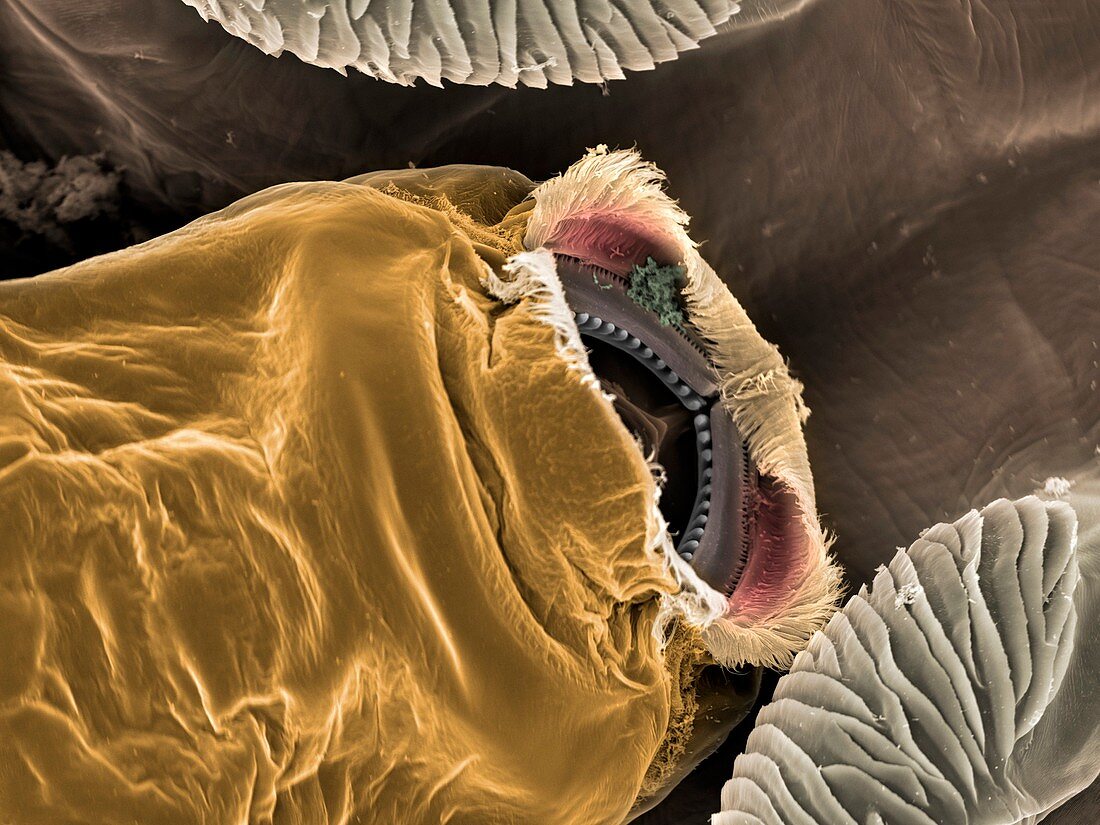 Salmon louse mouth, SEM