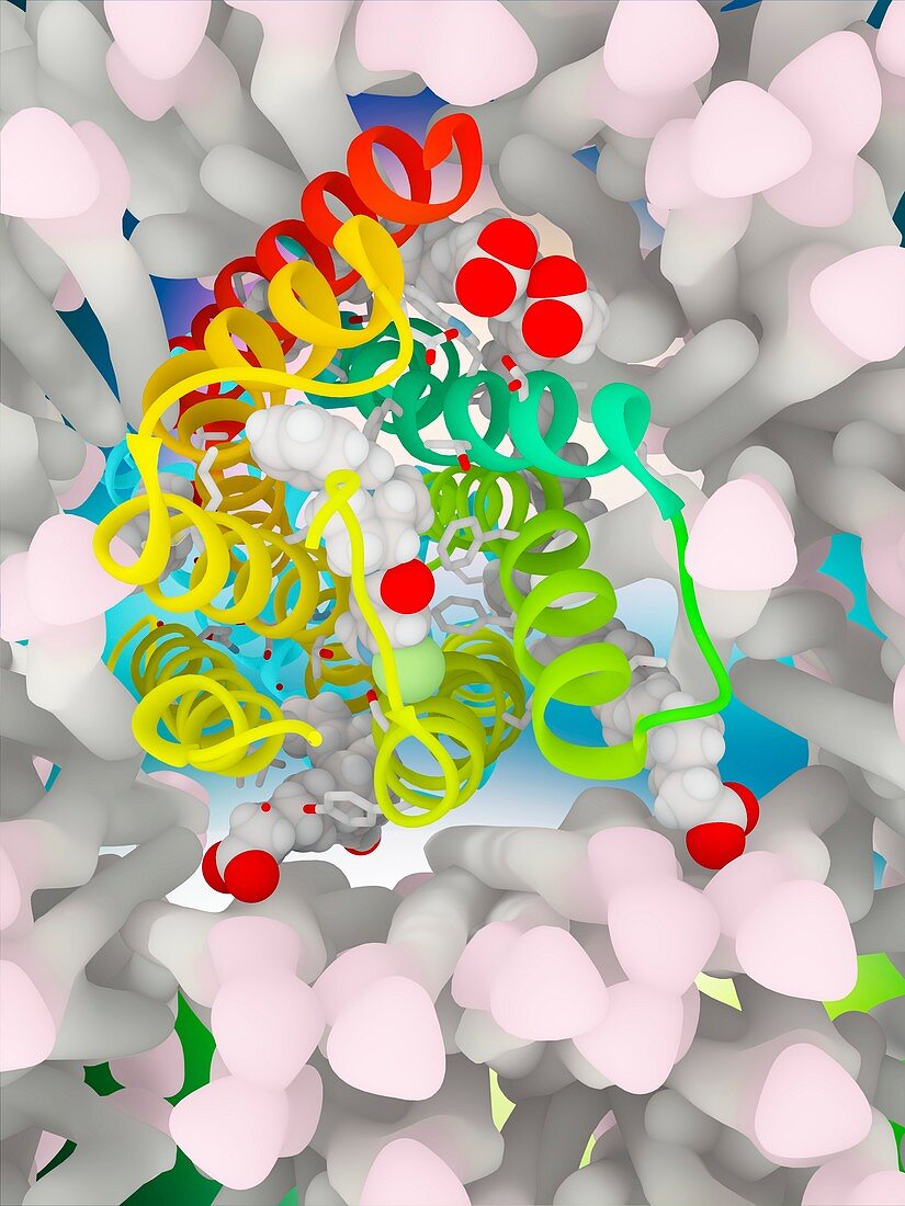 Nemonapride in complex with dopamine receptor, illustration