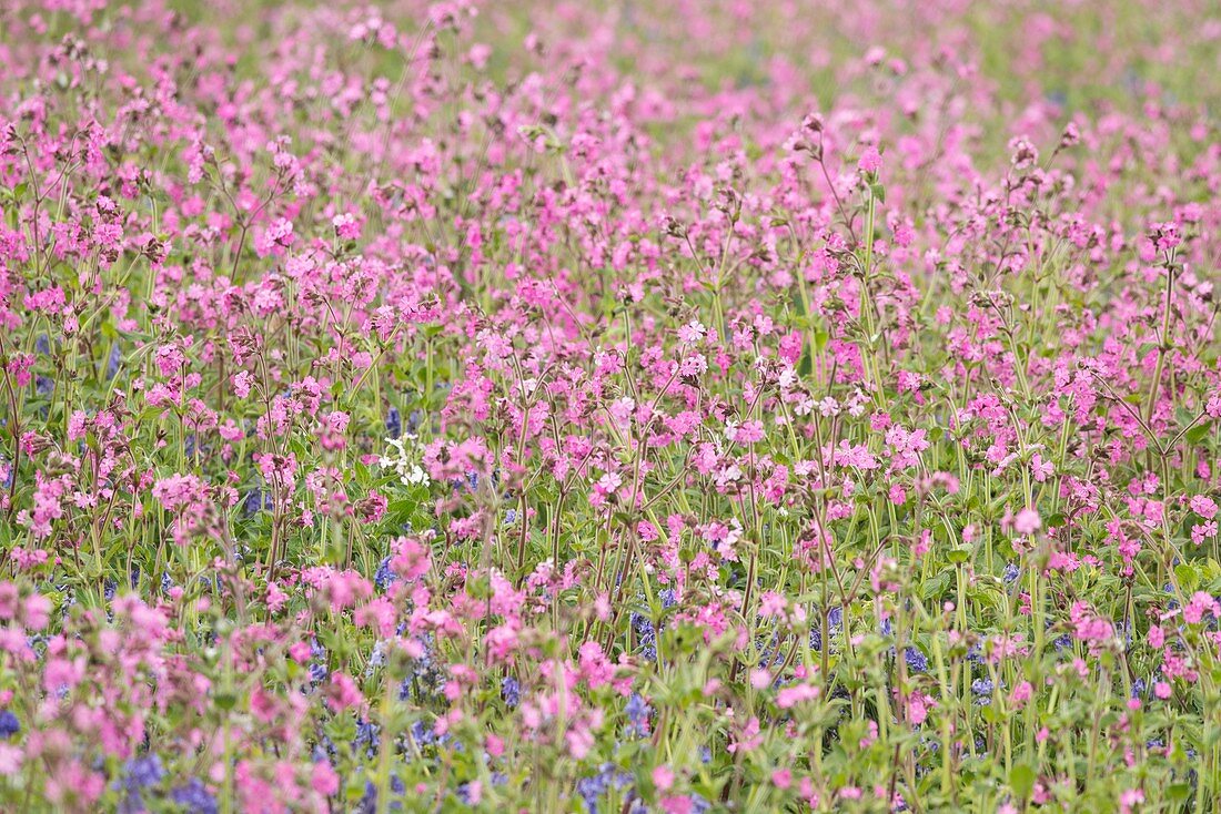 Red campion and bluebells, Skomer Island, Pembrokeshire, UK