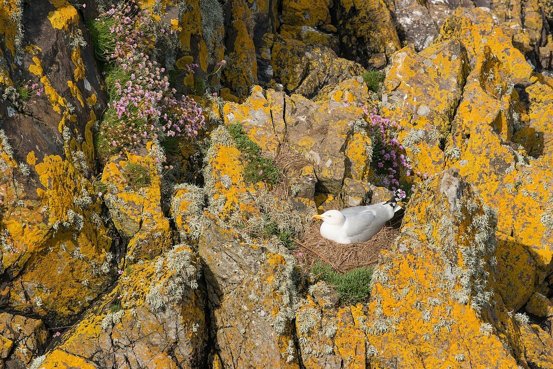 Herring gull on nest, Skomer Island, Pembrokeshire, UK