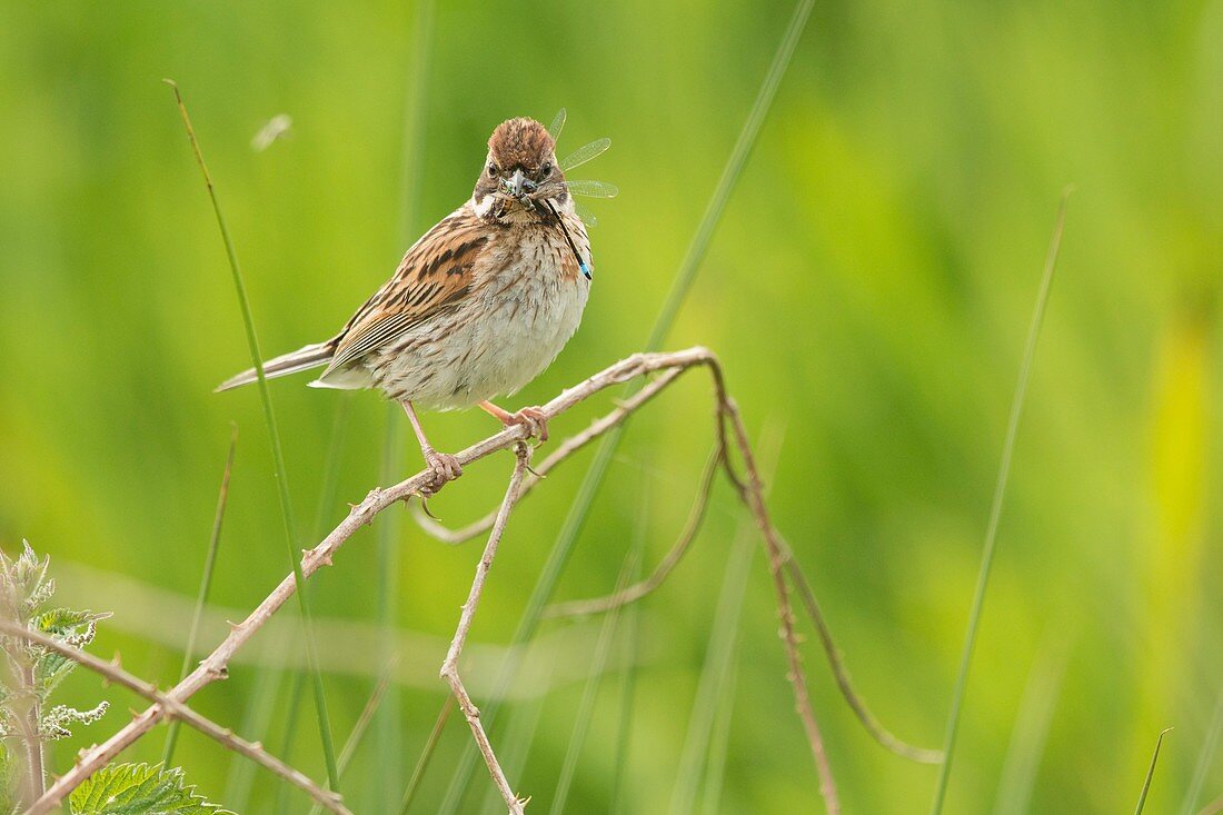 Female reed bunting with damselfly