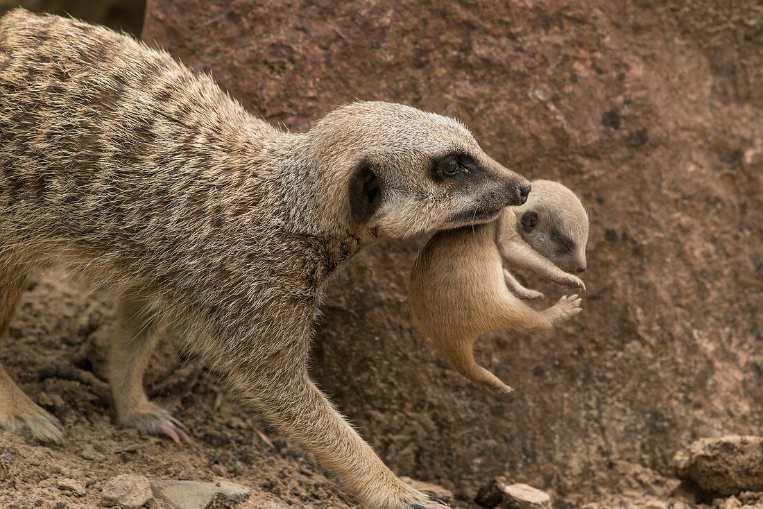 Captive mother meerkat carrying young