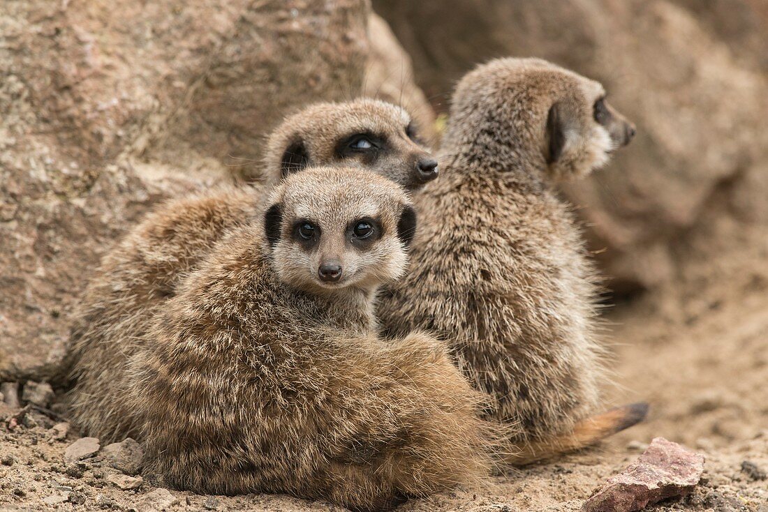 Captive meerkats watching for predator