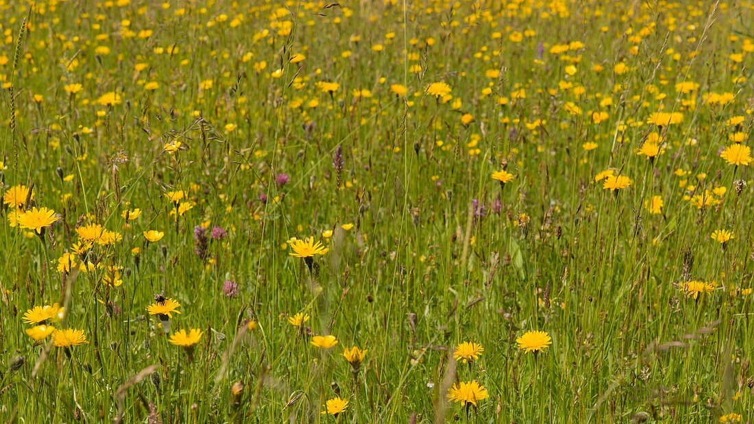 Rough Hawkbit (Leontodon hispidus), Wales, UK