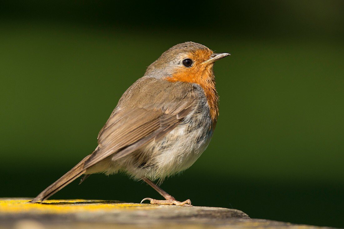 European robin, Wales, UK