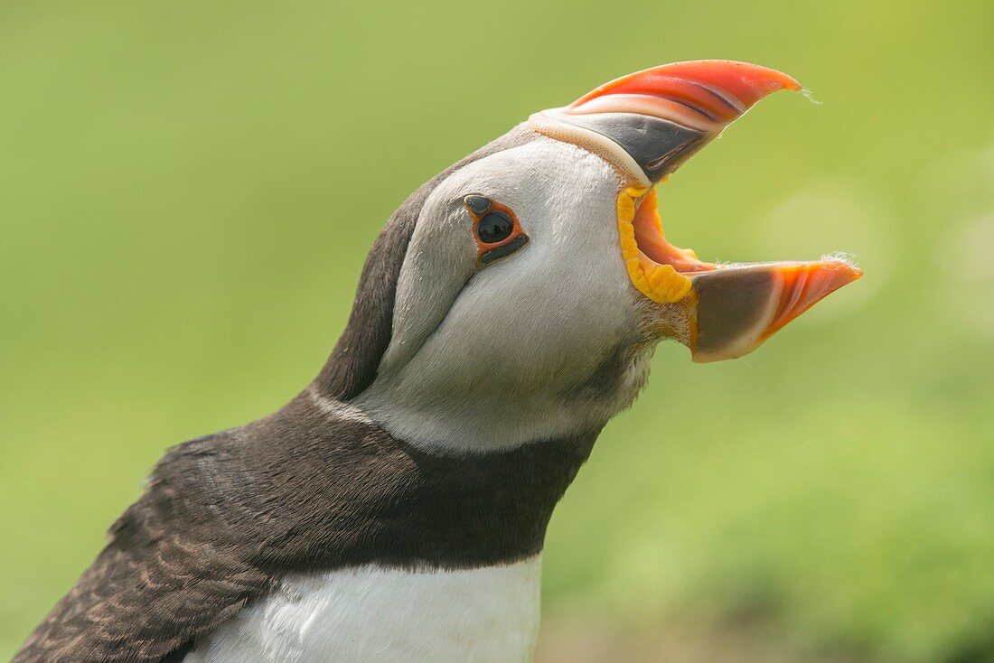 Puffin with beak open on Skomer Island, UK