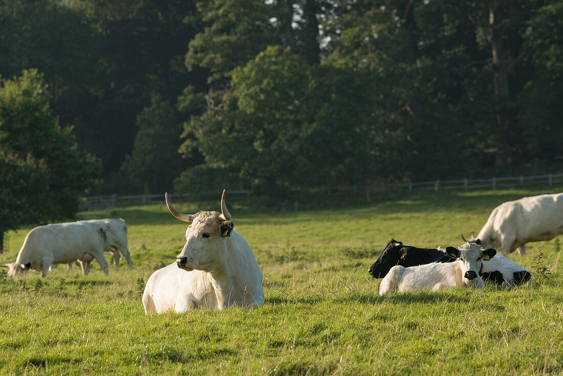 White park cattle, Dinefwr Park, Llandeilo, Wales, UK