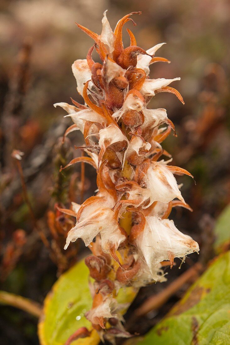 Broomrape (Pedicularis groenlandica) flower, Greenland