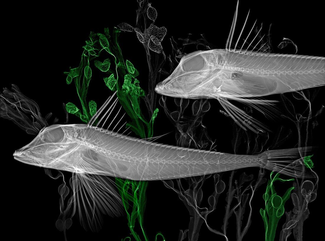 Gurnard fish, X-ray