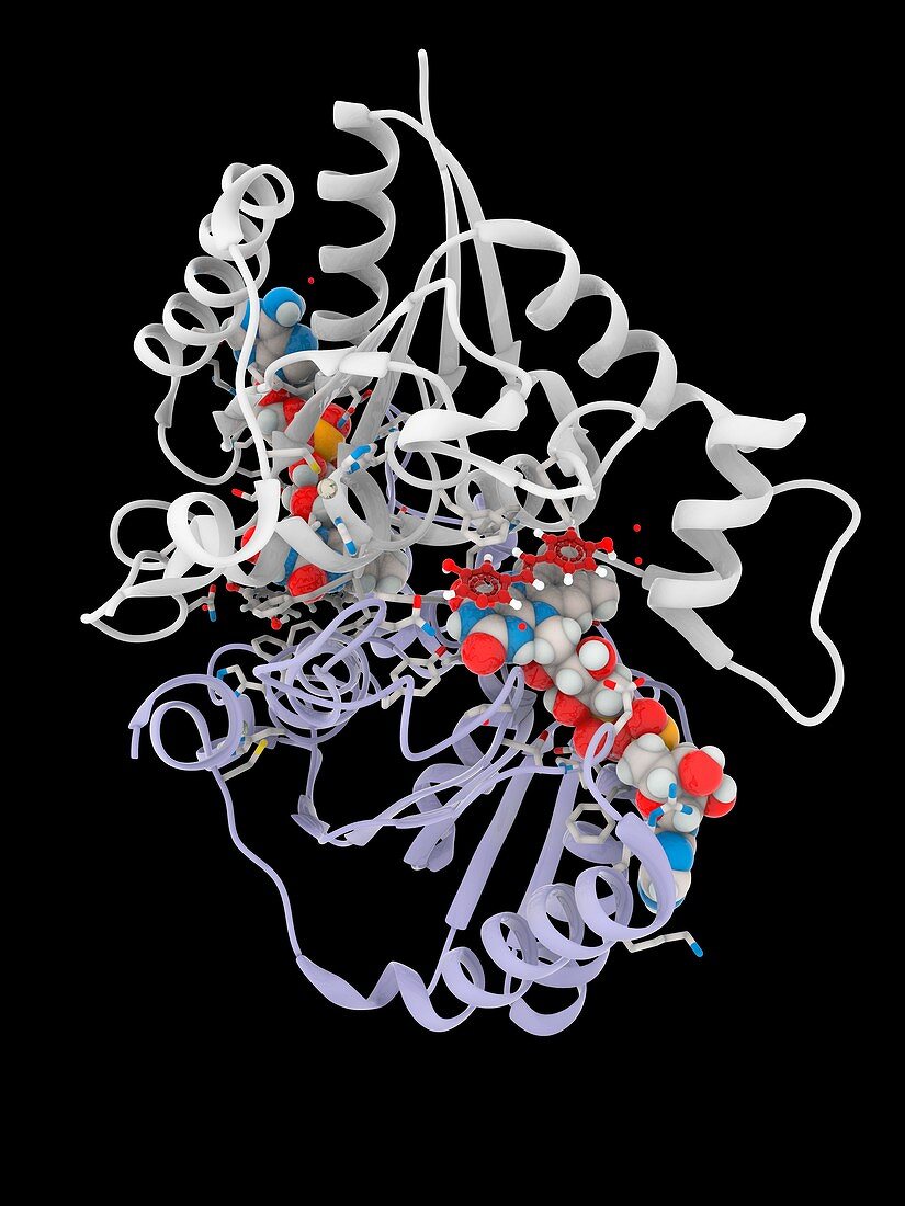 Resveratrol inhibiting quinone reductase 2, illustration