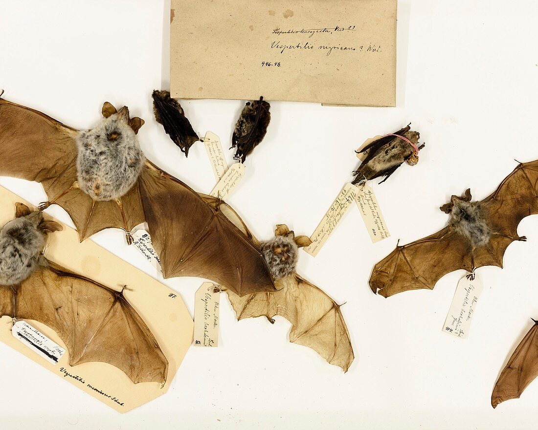 Preserved bats
